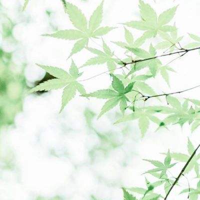 剑之修真手游(暂未上线)v1.1 安卓版